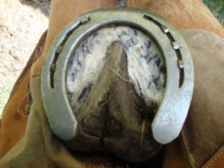 Bottom view hoof with new shoe02
