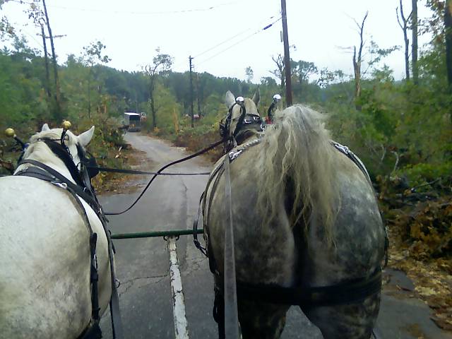 Horses rear tornado damage